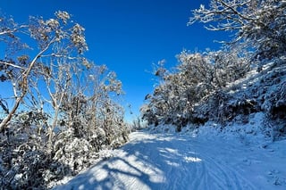 Melbourne: Ultimate Mt Baw Baw Snow Private Tour Experience.