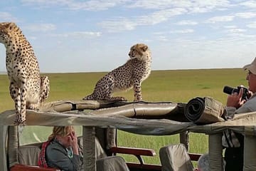 3 Days Masai Mara Budget Camping Safari on 4X4 Land Cruiser