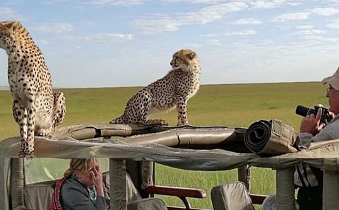 3-Day Budget Camping Safari in Masai Mara, Kenya