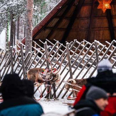 Sentiero del Bosco – Un’avventura in slitta con le renne di 800 metri nella Foresta di Babbo Natale, a Rovaniemi