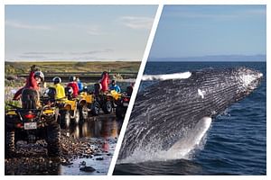 Reykjavík Whales & ATV