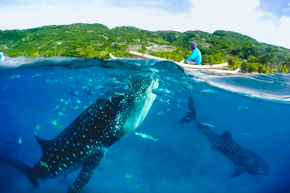 Canyoneering with Whaleshark Encounter