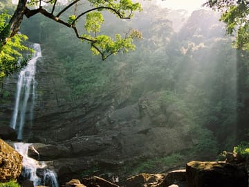 Sinharaja Rainforest Trekking Day Tour from Colombo