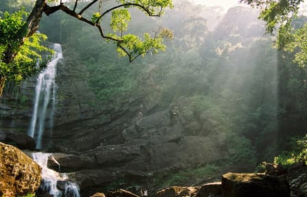 Sinharaja Rainforest Trekking Day Tour from Colombo