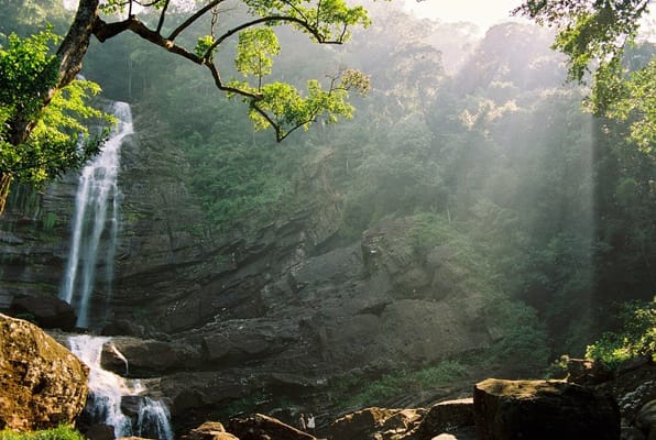 Sinharaja Trekking Day Tour