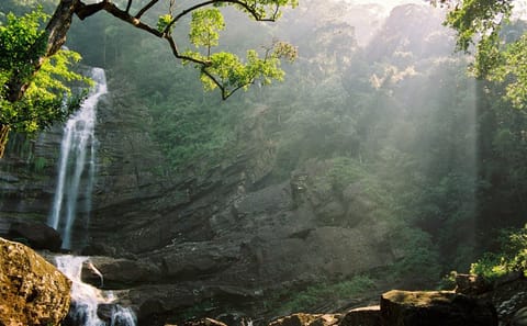 Sinharaja Rainforest Trekking Day Tour from Colombo