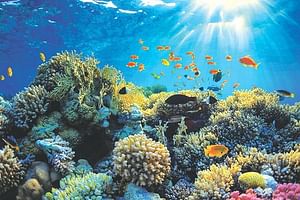 Boat safari & Hikkaduwa coral reef visit including Galle city from Galle