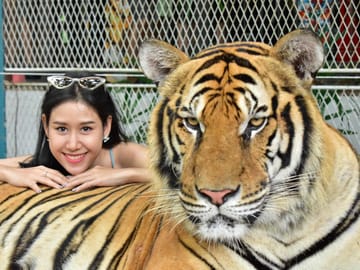 Skip the line: Pattaya Tiger Park Admission Ticket