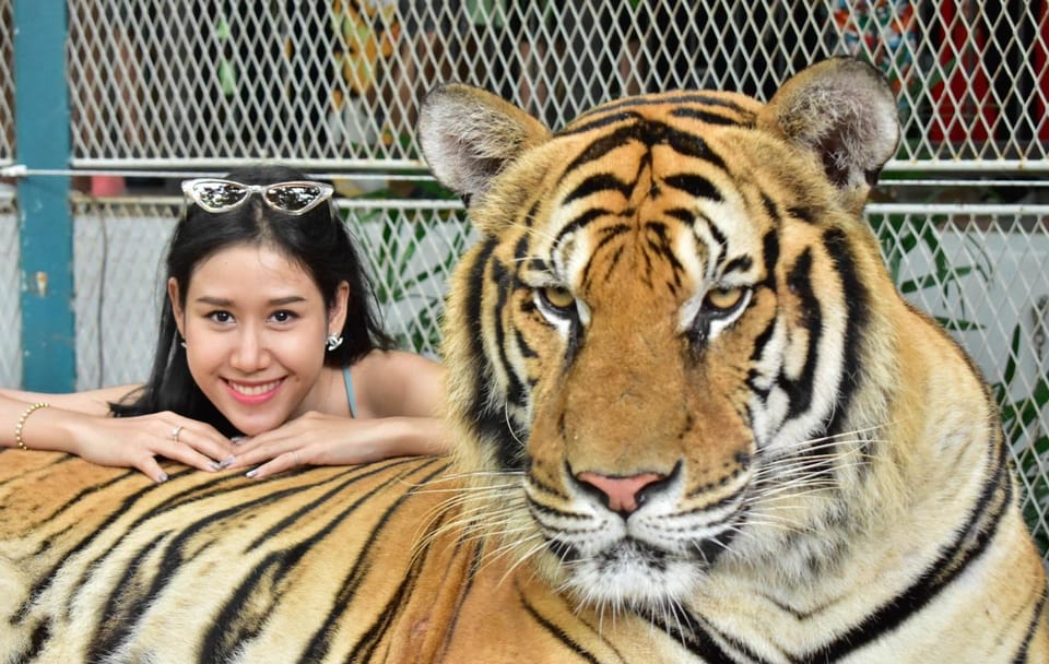 Skip the line: Pattaya Tiger Park Admission Ticket
