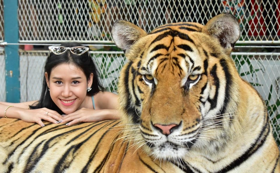 Skip the line: Pattaya Tiger Park Admission Ticket