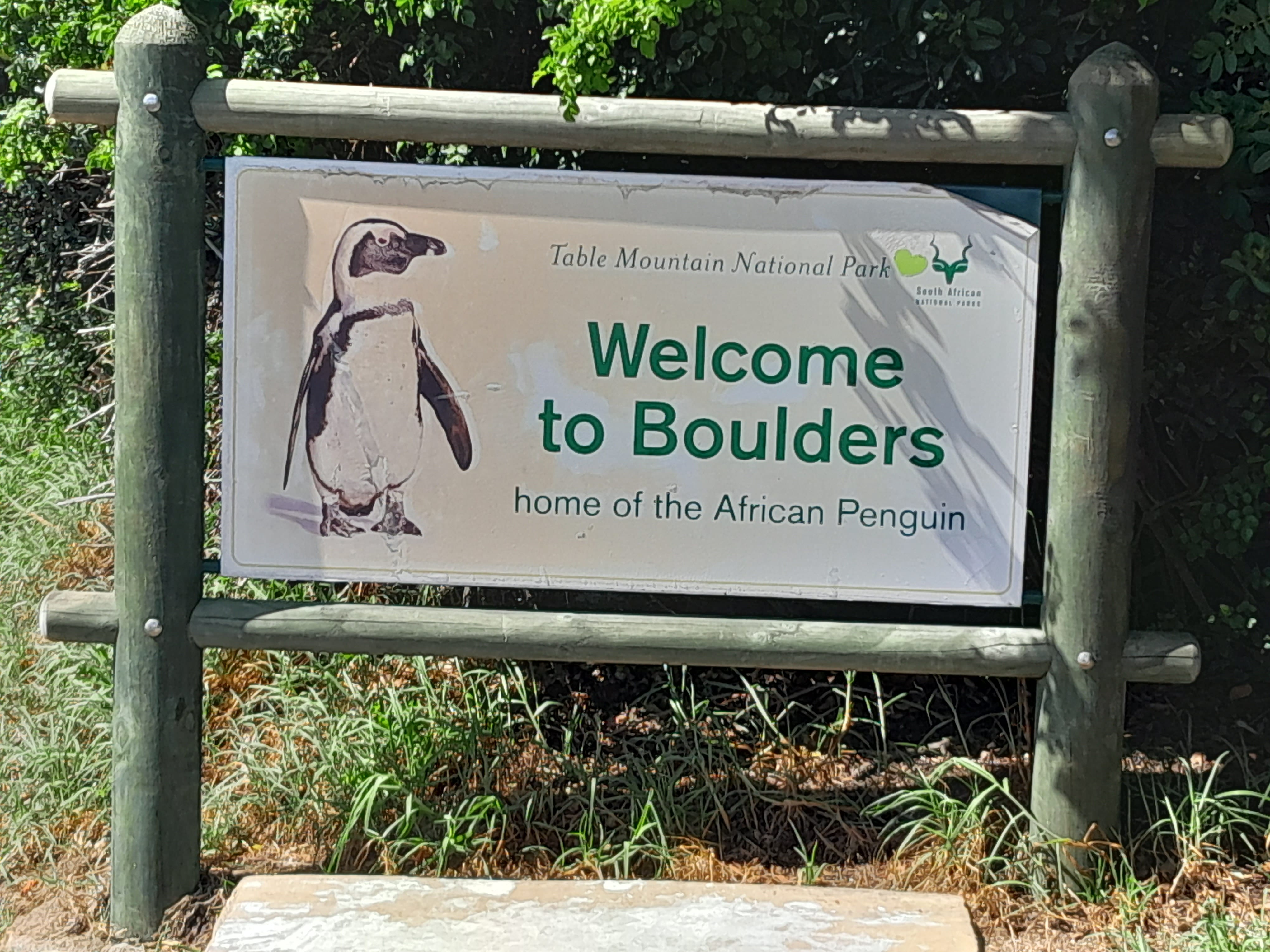 Cape peninsula tour and Bourdess beach penguin