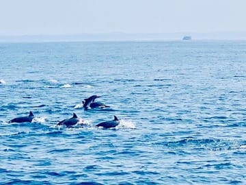 Dolphin Watching Tour Along the Coast of Trincomalee