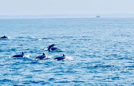 Dolphin Watching Experience in Trincomalee