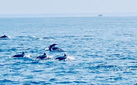 Dolphin Watching Tour Along the Coast of Trincomalee