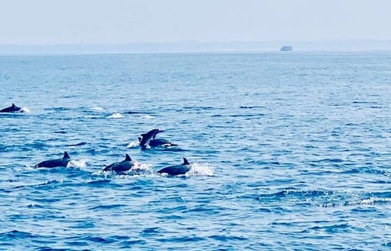 Dolphin Watching Experience in Trincomalee