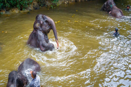 Elephant Sanctuary Tour (SIC)