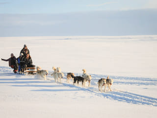 Dog Sledding Near Reykjavik , photo 12
