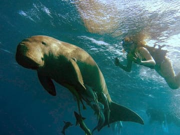 Snorkeling Adventure in Marsa Alam's Vibrant Waters
