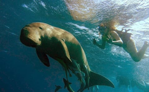 Snorkeling Adventure in Marsa Alam's Vibrant Waters