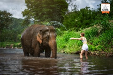 Elephant Sanctuary Half-Day Tour near Chiang Mai