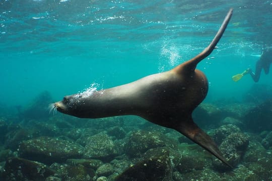  8-Day Galapagos Complete Island Hopping Adventure