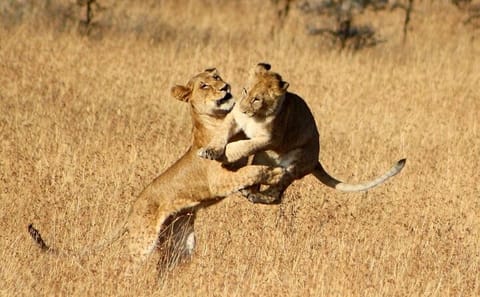 7-Day Adventure Tour of Kenya's National Parks