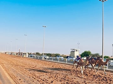 Camel Racing Track and Sheikh Faisal Museum Tour