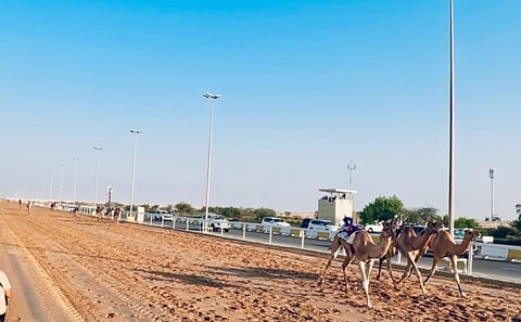 Camel Racing Track and Sheikh Faisal Museum Tour, Qatar