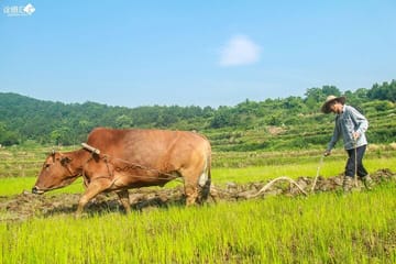 Li River Cruise from Guilin to Yangshuo with Private Guide