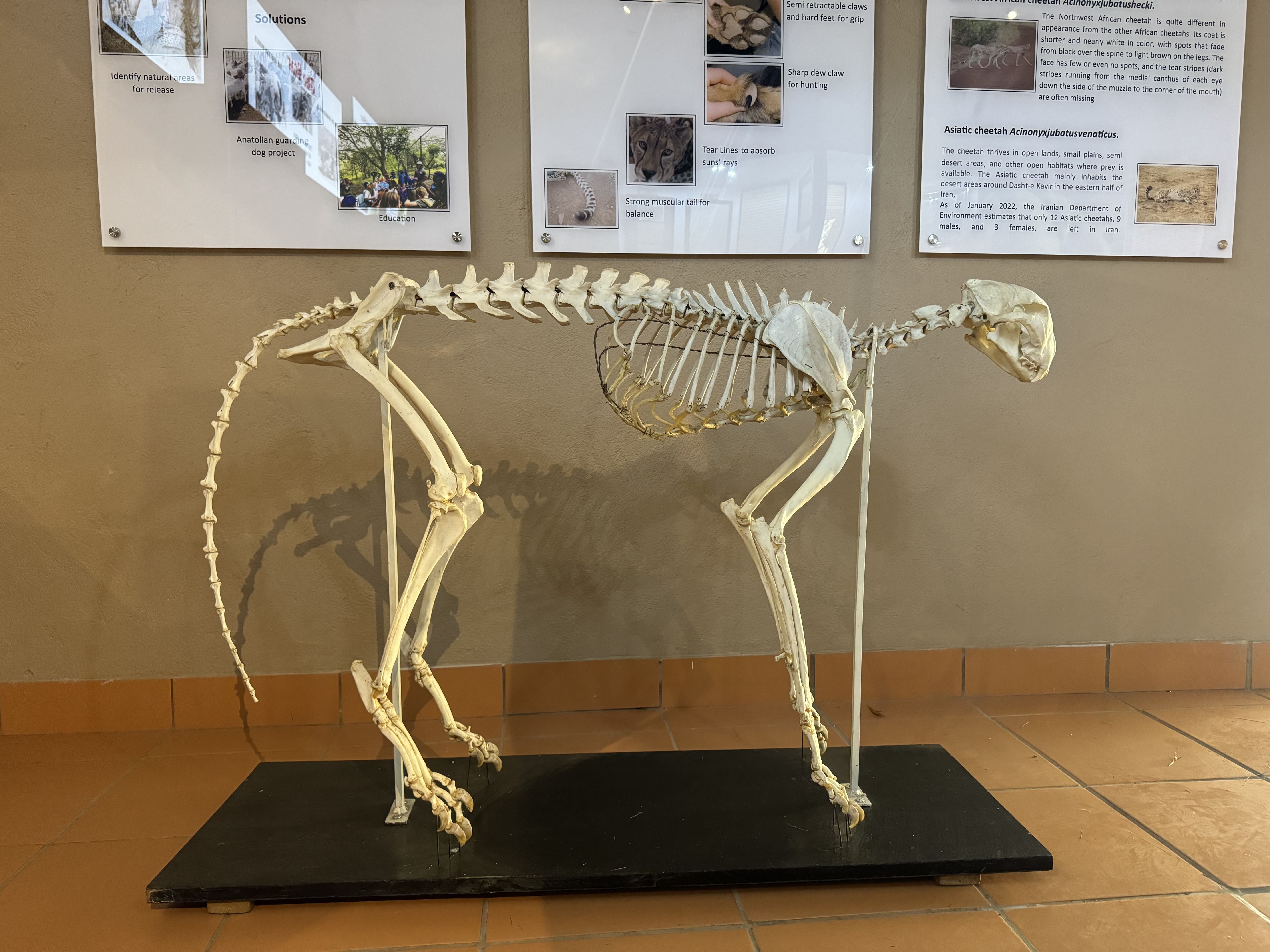 Cheetah Skeleton