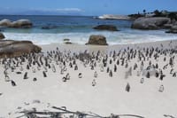 Penguins at the Boulders