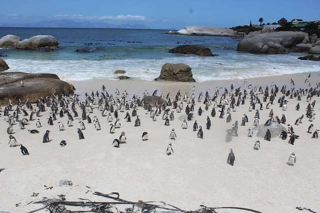 Penguins at the Boulders