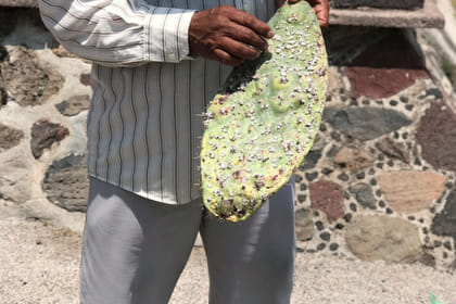 Teotihuacan, Shrine of Guadalupe & Tlatelolco with food and roundtrip transportation