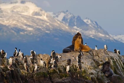 Beagle Channel Sailing Experience on a Catamaran