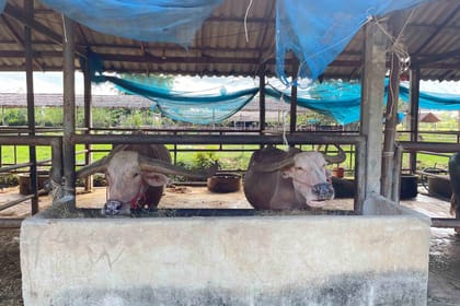 Day tour Buffalo village, Celestial town, fortune cat temple &market