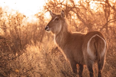 Kumana National Park Safari: Discover Sri Lanka’s Wildlife Wonders