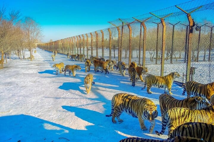 A Roaring Adventure: Harbin's Siberian Tiger Zoo