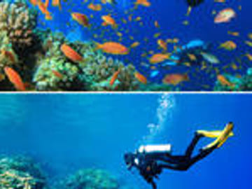 Discover the Mesoamerican Reef