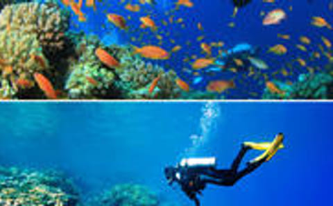Coxen Hole 2 Tank Dive and Boat Sightseeing Tour