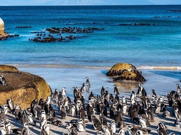 Cape Peninsula Tour: Table Mountain and Penguin Colony Experience