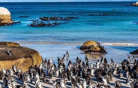Cape Peninsula Tour Table Mountain,Penguins &Transfers Included