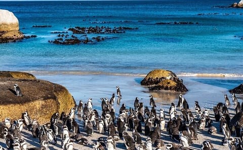 Cape Peninsula Tour: Table Mountain and Penguin Colony Experience