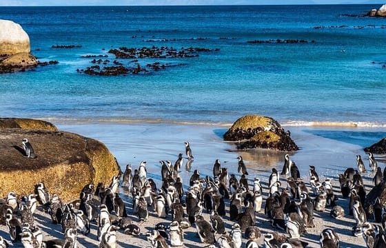 Cape Peninsula Tour Table Mountain,Penguins &Transfers Included