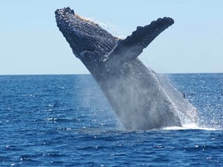sea trips reykjavík - Whale Watching Cruise from Reykjavík