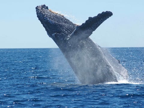 sea trips reykjavík - Whale Watching Cruise from Reykjavík