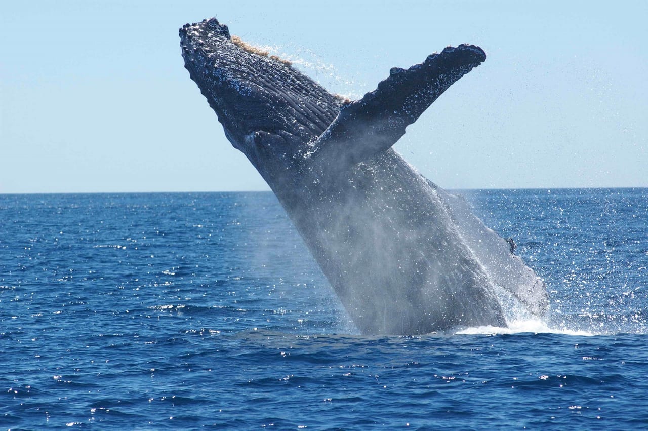 sea trips reykjavík - Whale Watching Cruise from Reykjavík