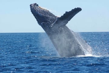 Whale Watching Cruise in Reykjavík's Coastal Waters