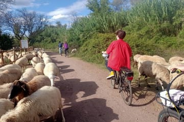 Bike Tour of Appia Antica and Aqueduct Park in Rome
