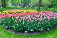 Private Day Tour of Tulips and Windmills Including a Pancake Lunch 2