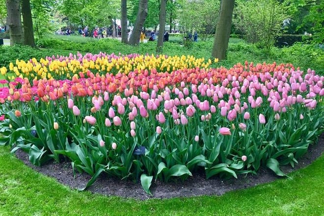 Private Day Tour of Tulips and Windmills Including a Pancake Lunch photo 2